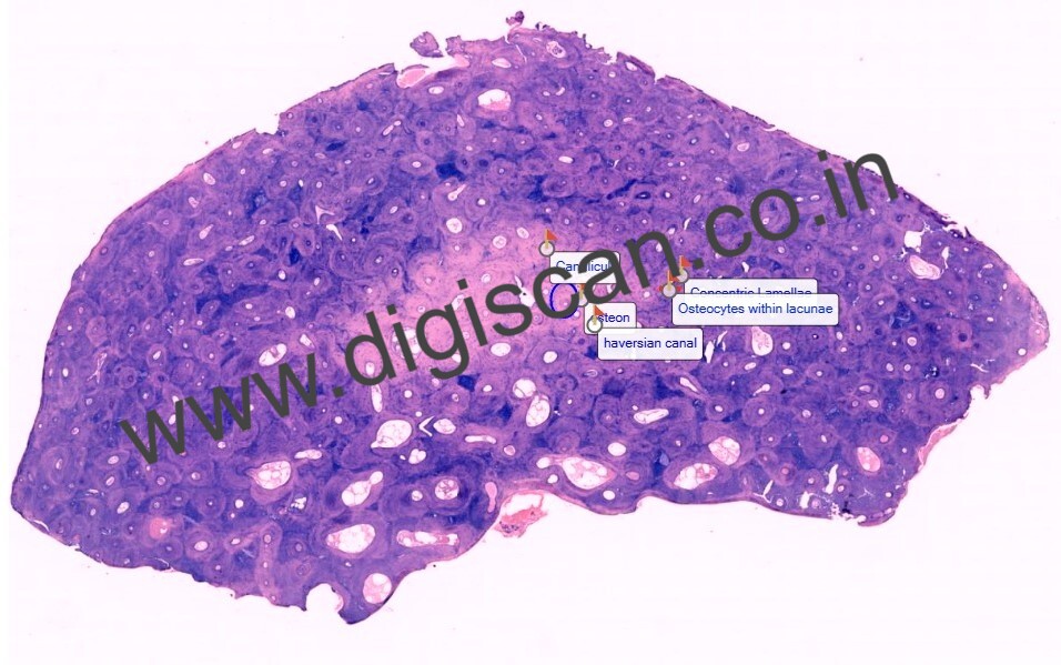 BDS Complete Digital Slides Set (Histology, Dental Anatomy & Oral Pathology)